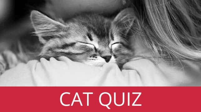 A person holding a sleeping kitten, with the text Cat Quiz below