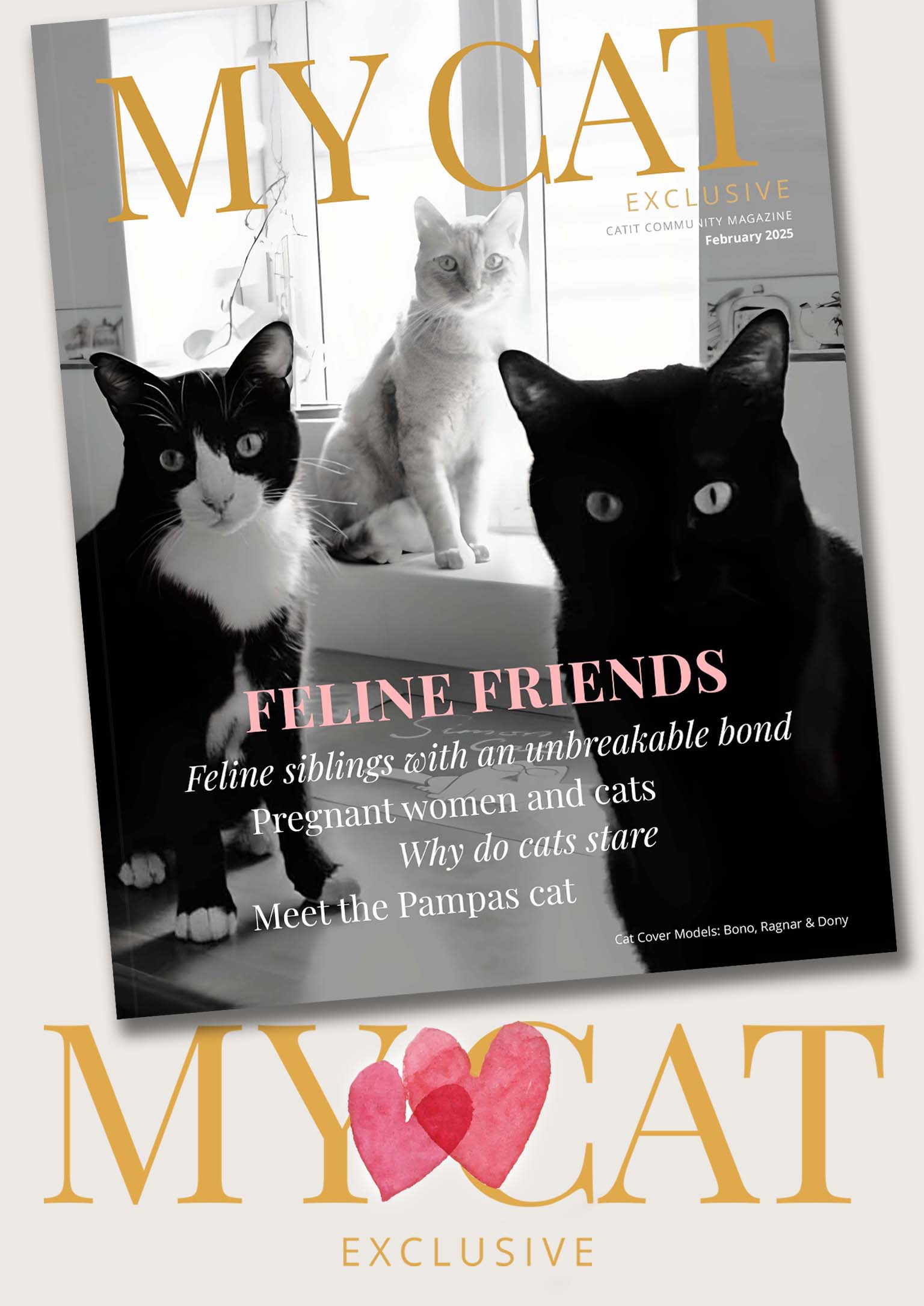 February 2025 issue of My Cat magazine featuring three cats and articles on feline bonds, pregnancy, and cat behavior