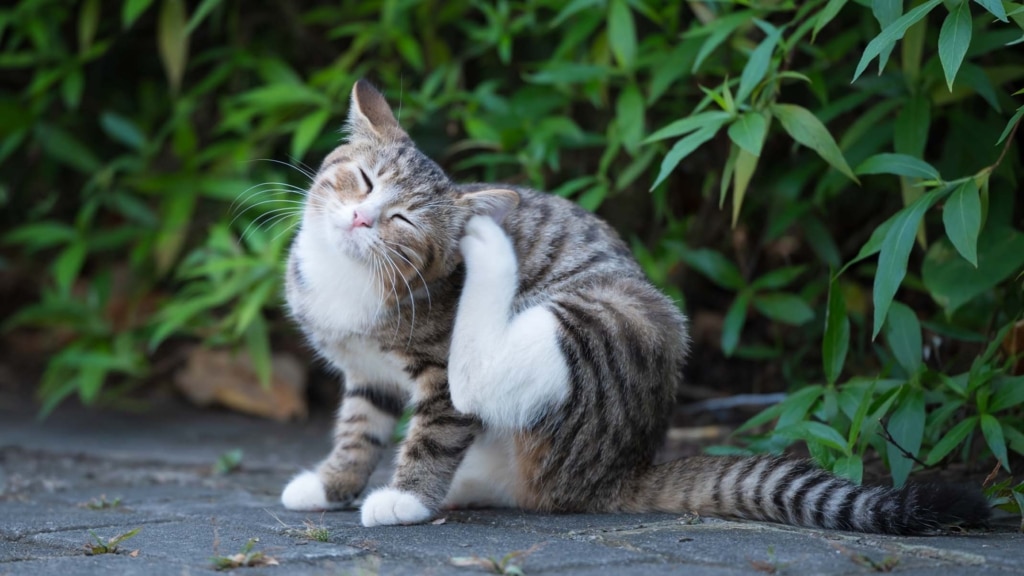 A tabby cat with white paws scratching its ear while sitting on a paved surface in front of green foliage