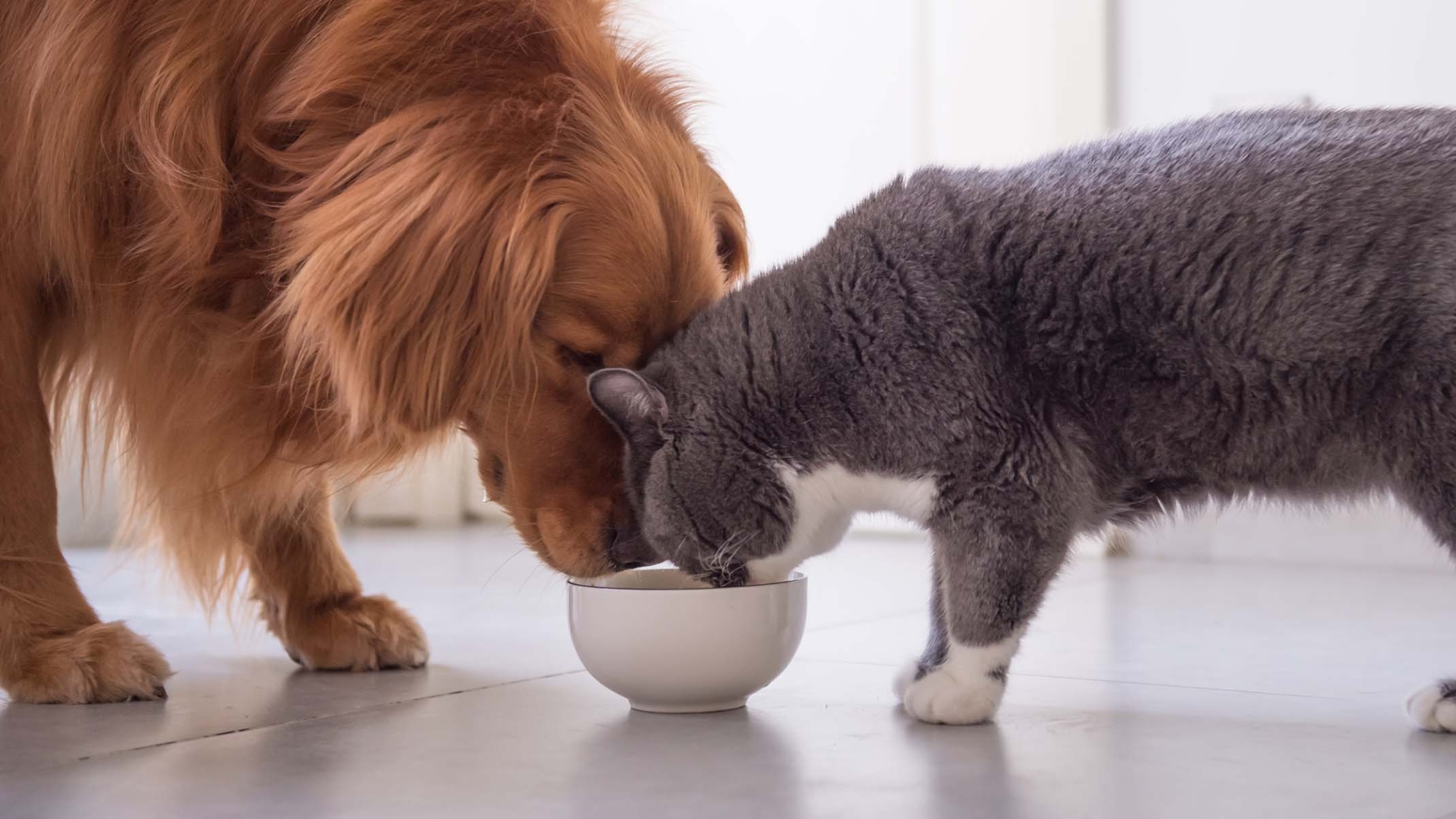 Curated visual reference: Visual Reference: Can Cats Eat Dog Food