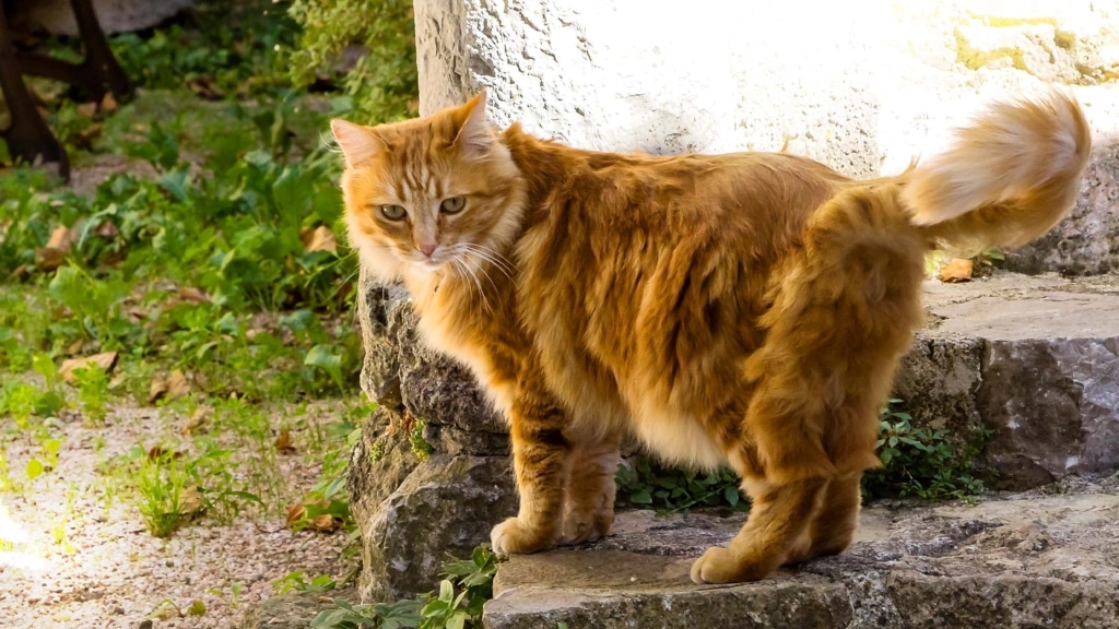 Porque é que a barriga do meu gato fica de fora?