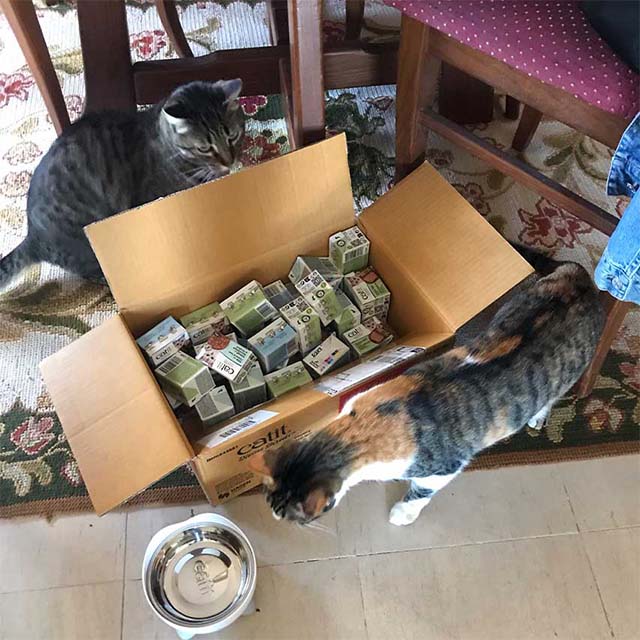 Two cats inspect a shipping carton filled with Catit product packaging next to a stainless steel food bowl
