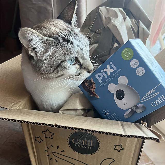 Lucky Kitties - 1