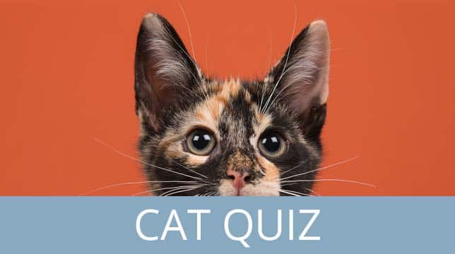 A calico kitten peeking over a blue banner labeled Cat Quiz