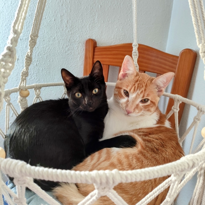 cat named Noa y Nala