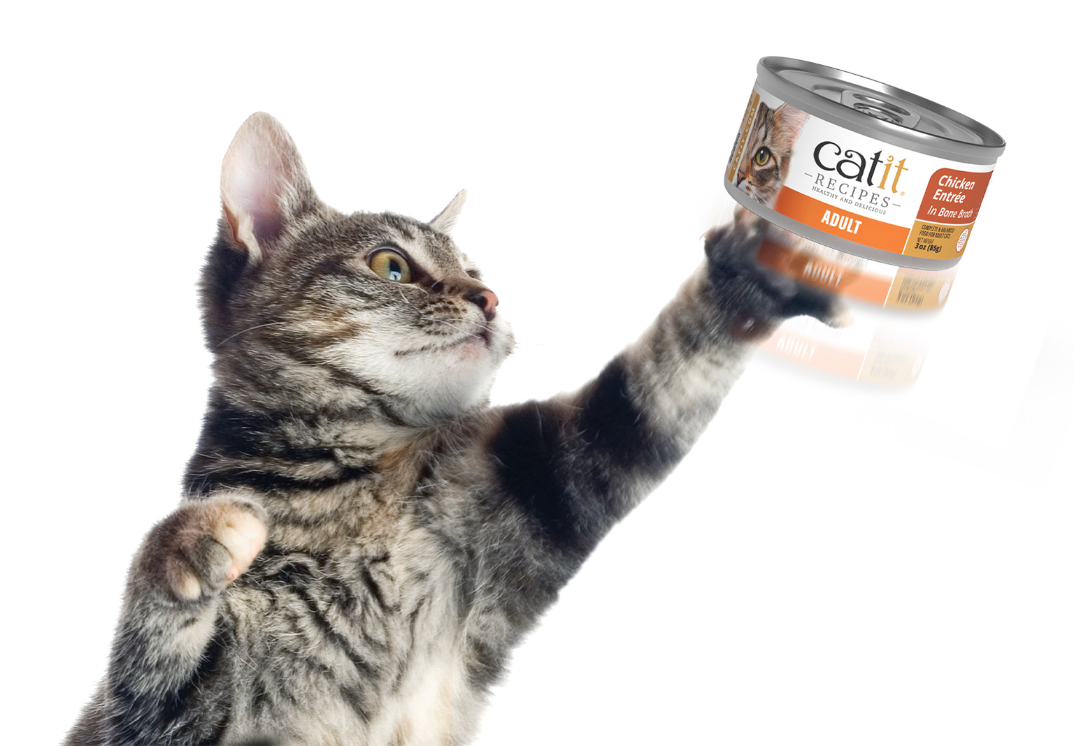 A tabby cat reaching up to bat at a can of Catit Chicken Entrée in Bone Broth cat food