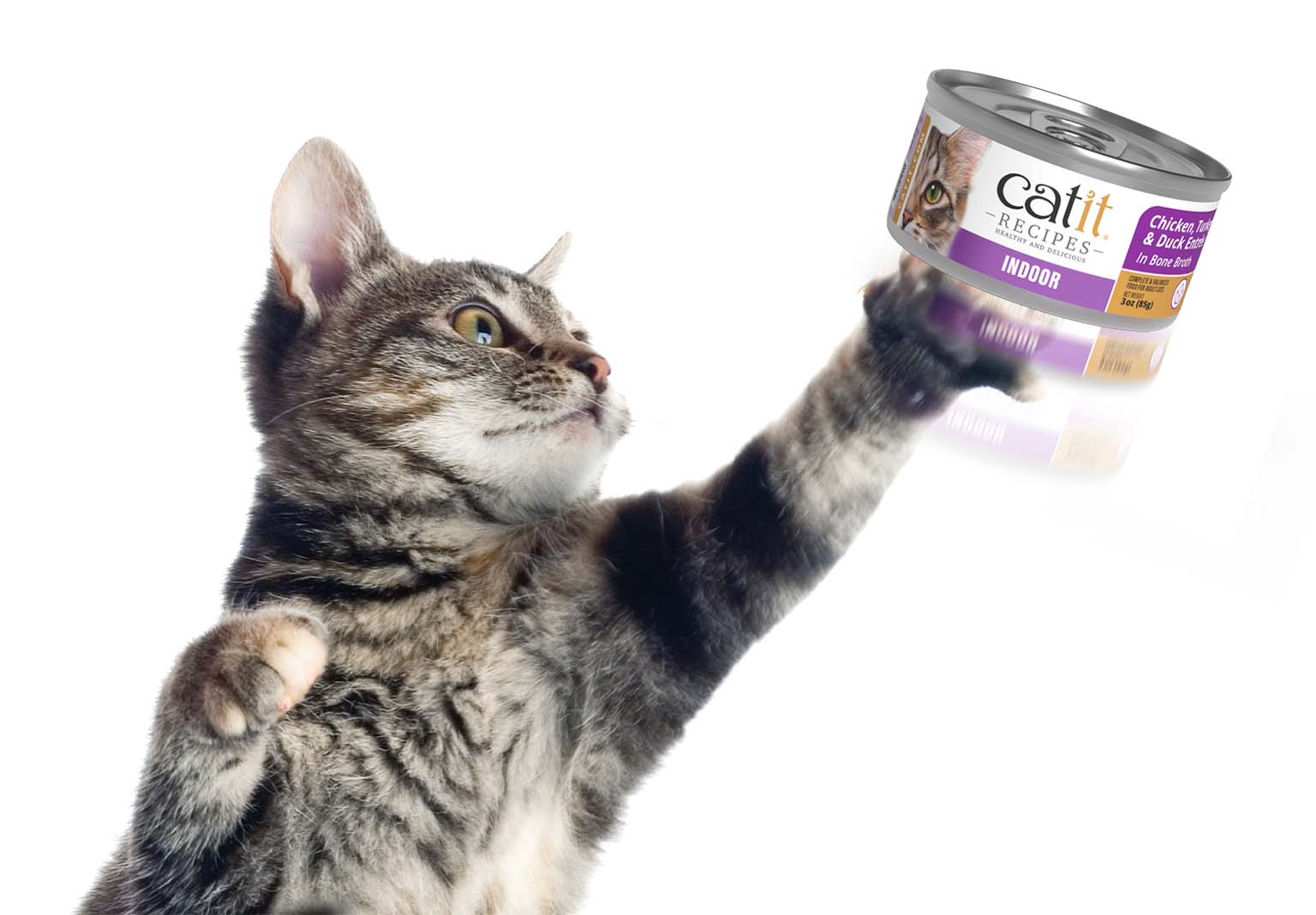 A tabby cat reaching out to touch a can of Catit Recipes Indoor cat food