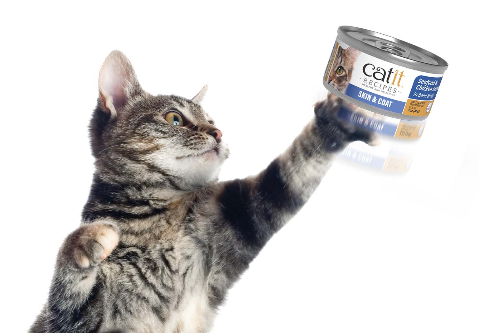 A tabby cat reaching up to bat at a can of Catit Recipes Skin & Coat cat food