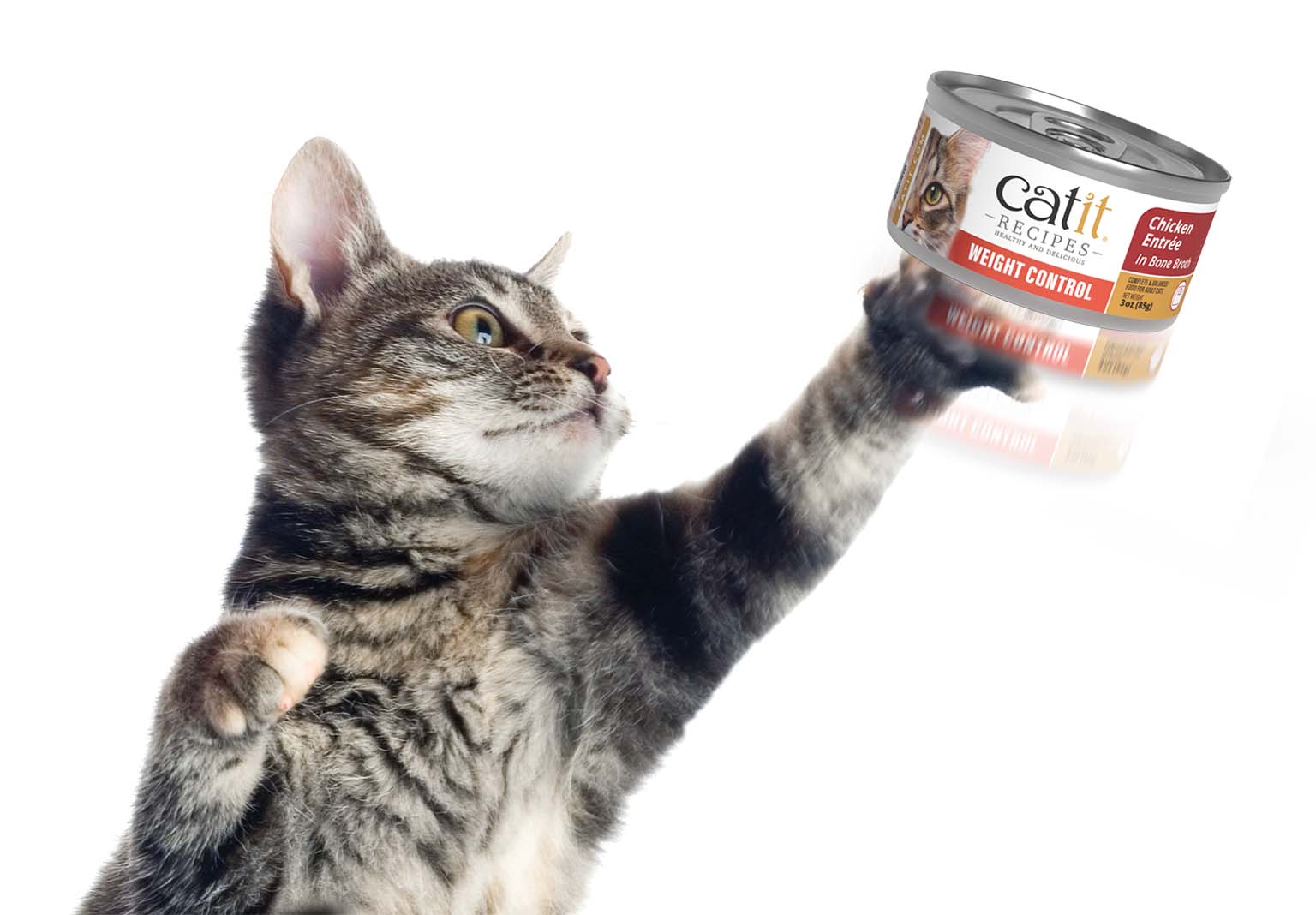 A tabby cat reaching out to touch a can of Catit Weight Control chicken entree cat food