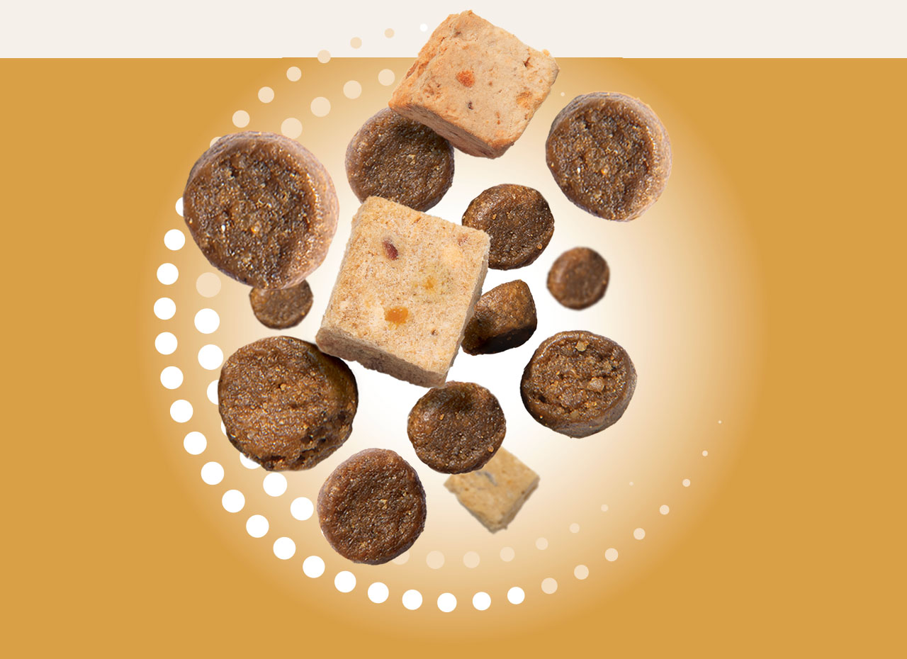 Assorted pieces of dry cat food kibble and freeze-dried meat cubes floating against a gold background