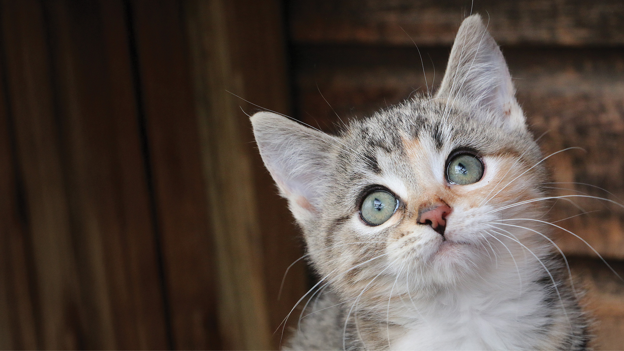 Close-up portrait of a tabby kitten with large green eyes looking upward