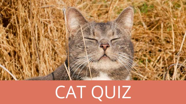 A gray tabby cat with eyes closed resting in tall, dry grass, with the text Cat Quiz below