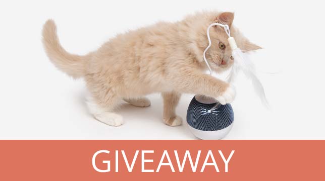 A fluffy kitten playing with a Catit toy, with the word GIVEAWAY displayed below