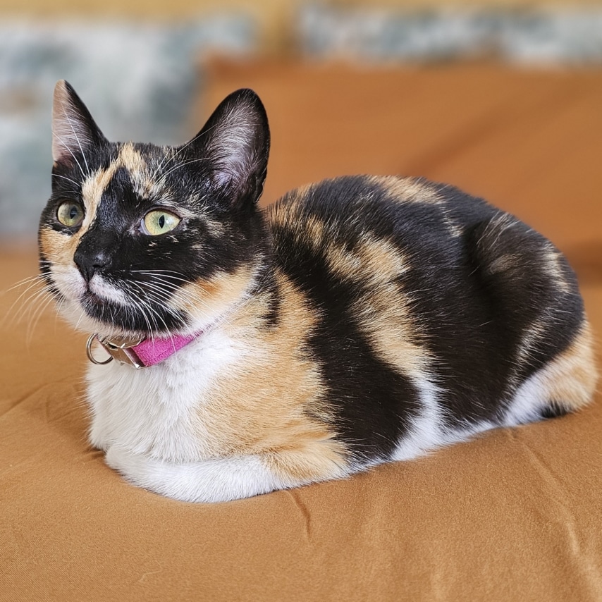 Katze namens Magali