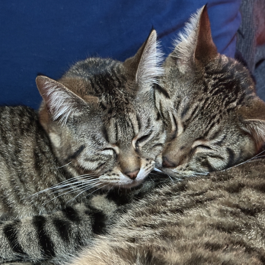 cat named Jack and Jill