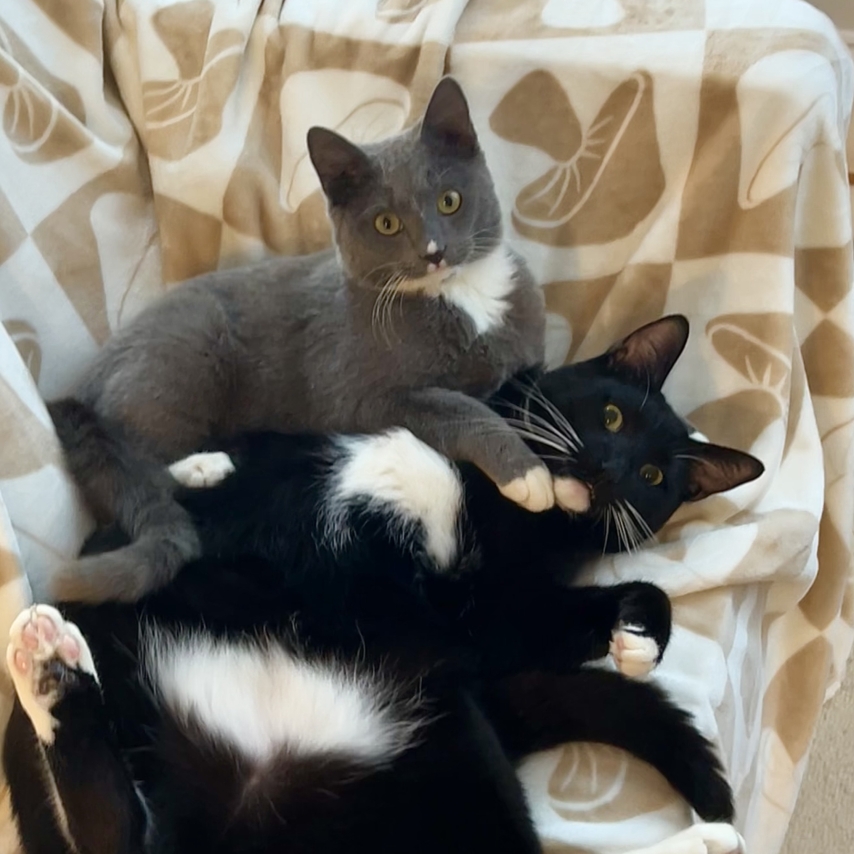 cat named Basil and Bartholomew