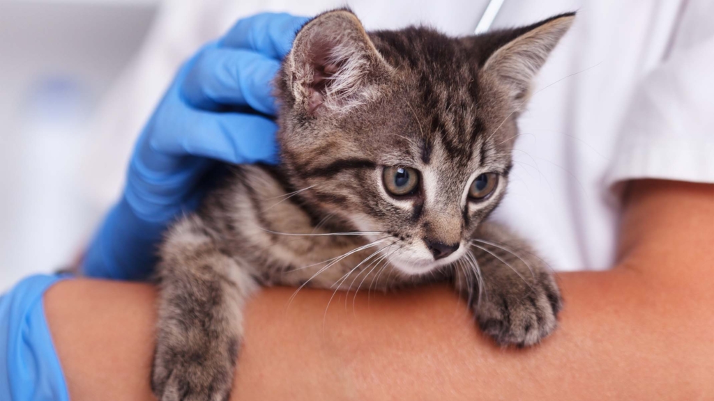 Vacinas essenciais para gatos: o que precisa de saber
