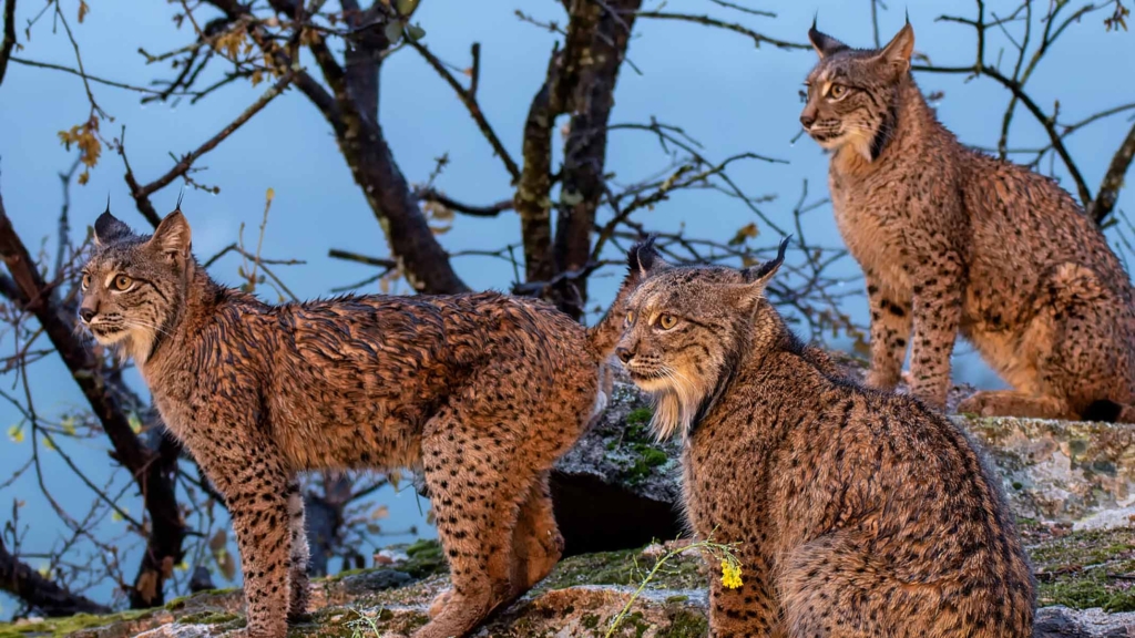 The comeback of the Iberian Lynx