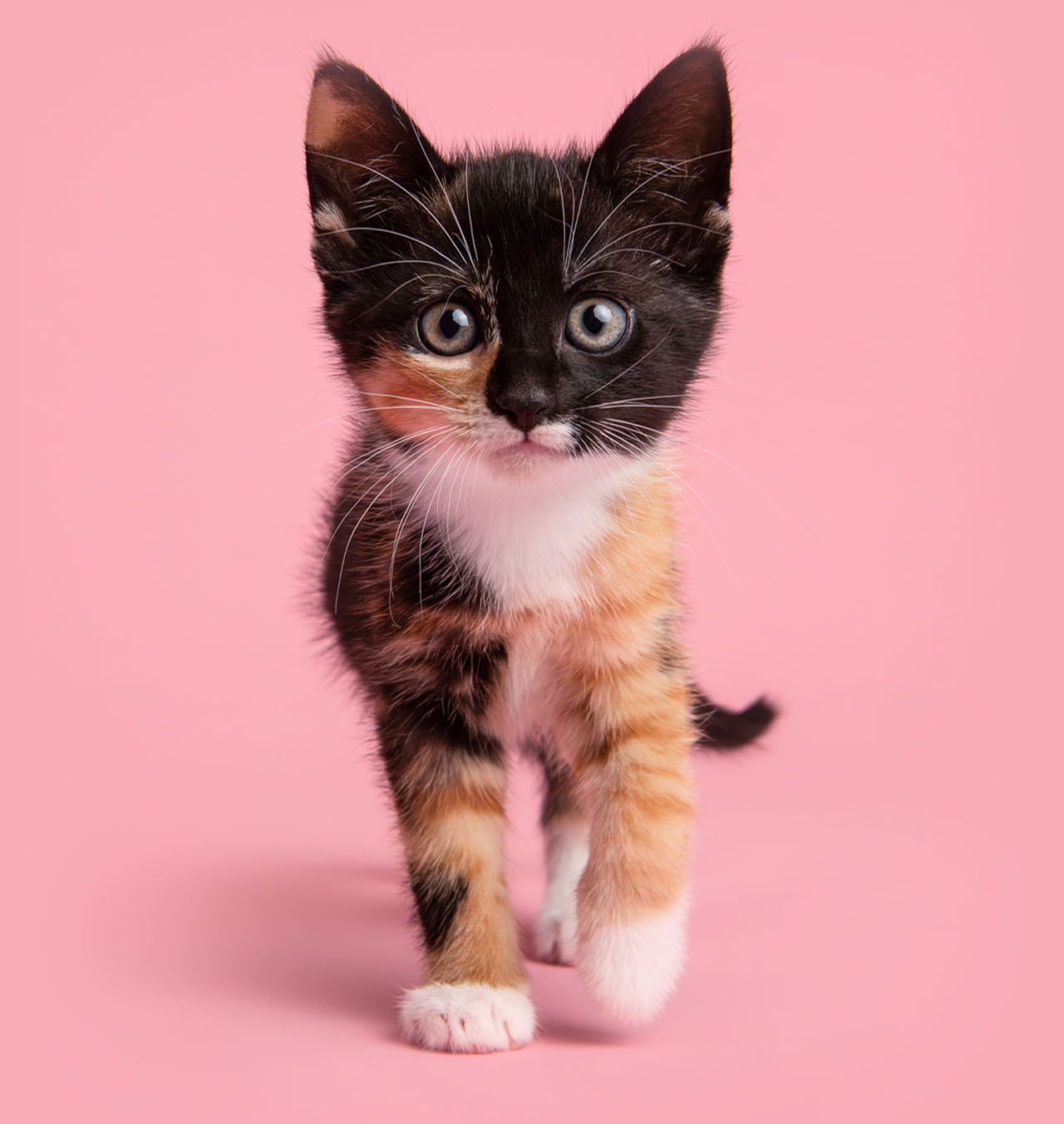 A calico kitten walking forward against a solid pink background