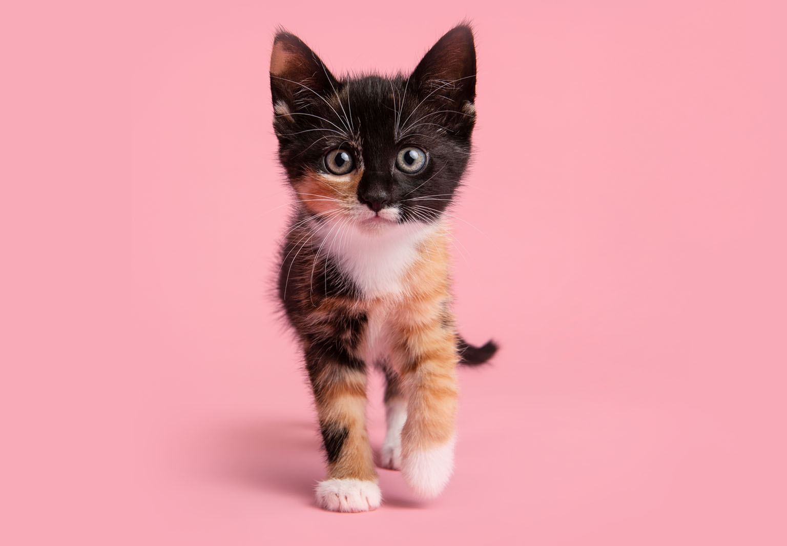A calico kitten walking forward against a solid pink background