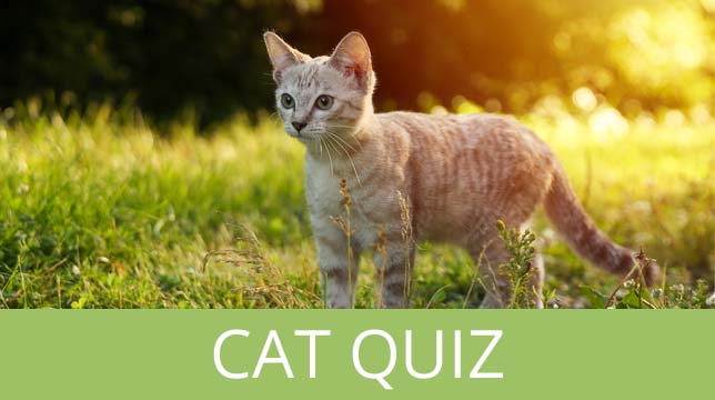 A light-colored cat standing in a grassy field with the text Cat Quiz below