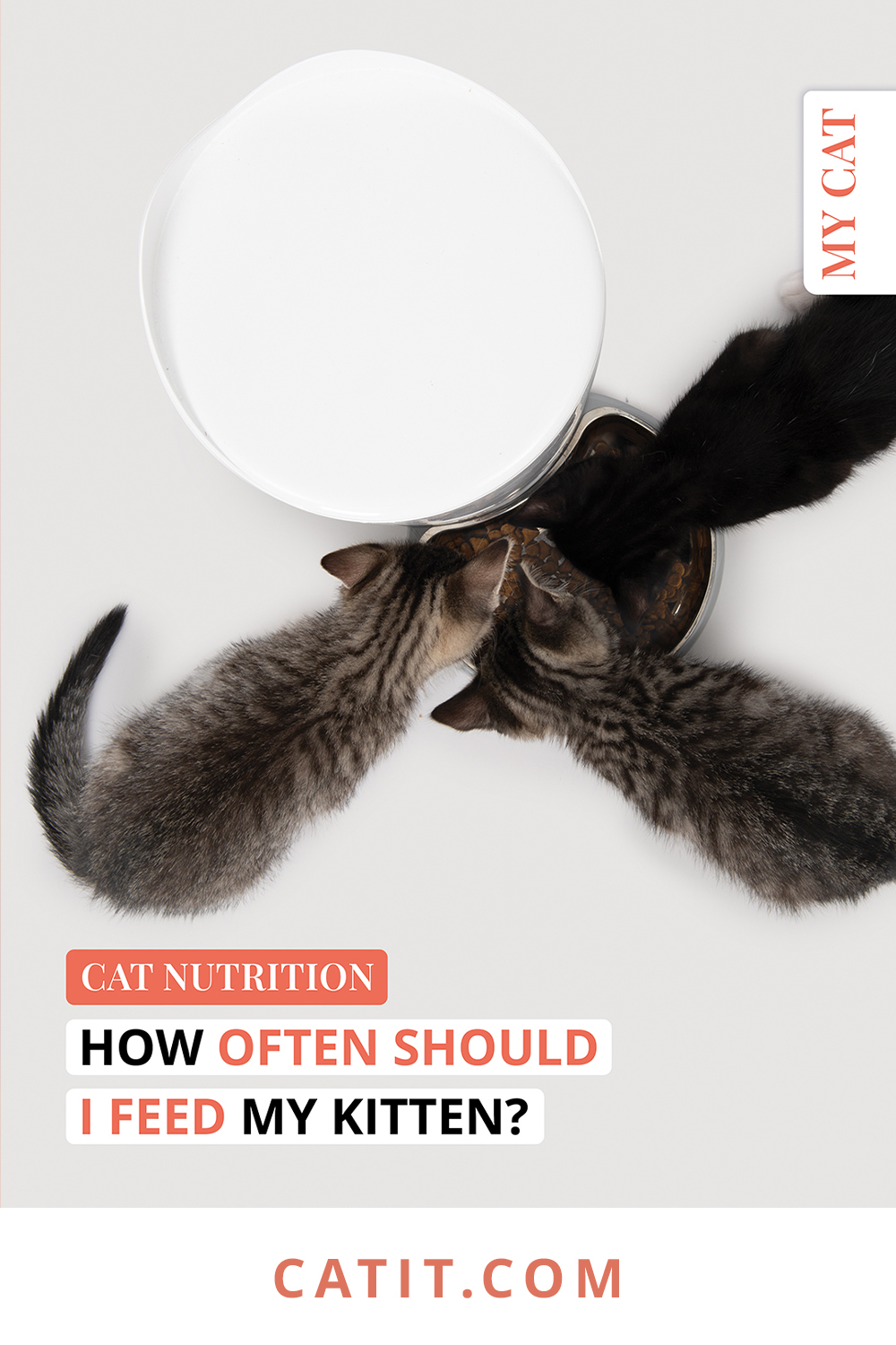 How often should I feed my kitten? - Catit