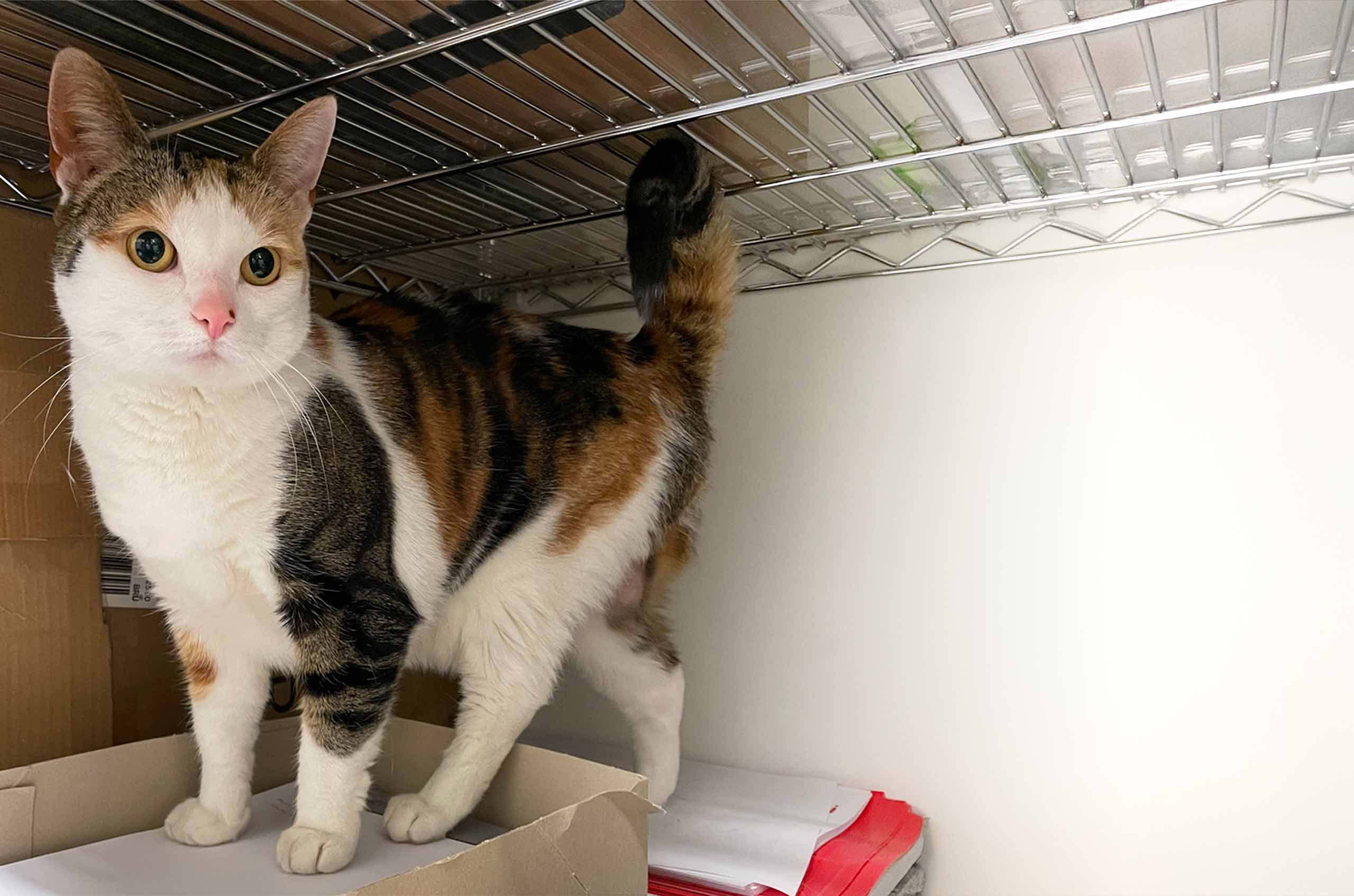 A calico cat standing on a cardboard box inside a wire shelving unit