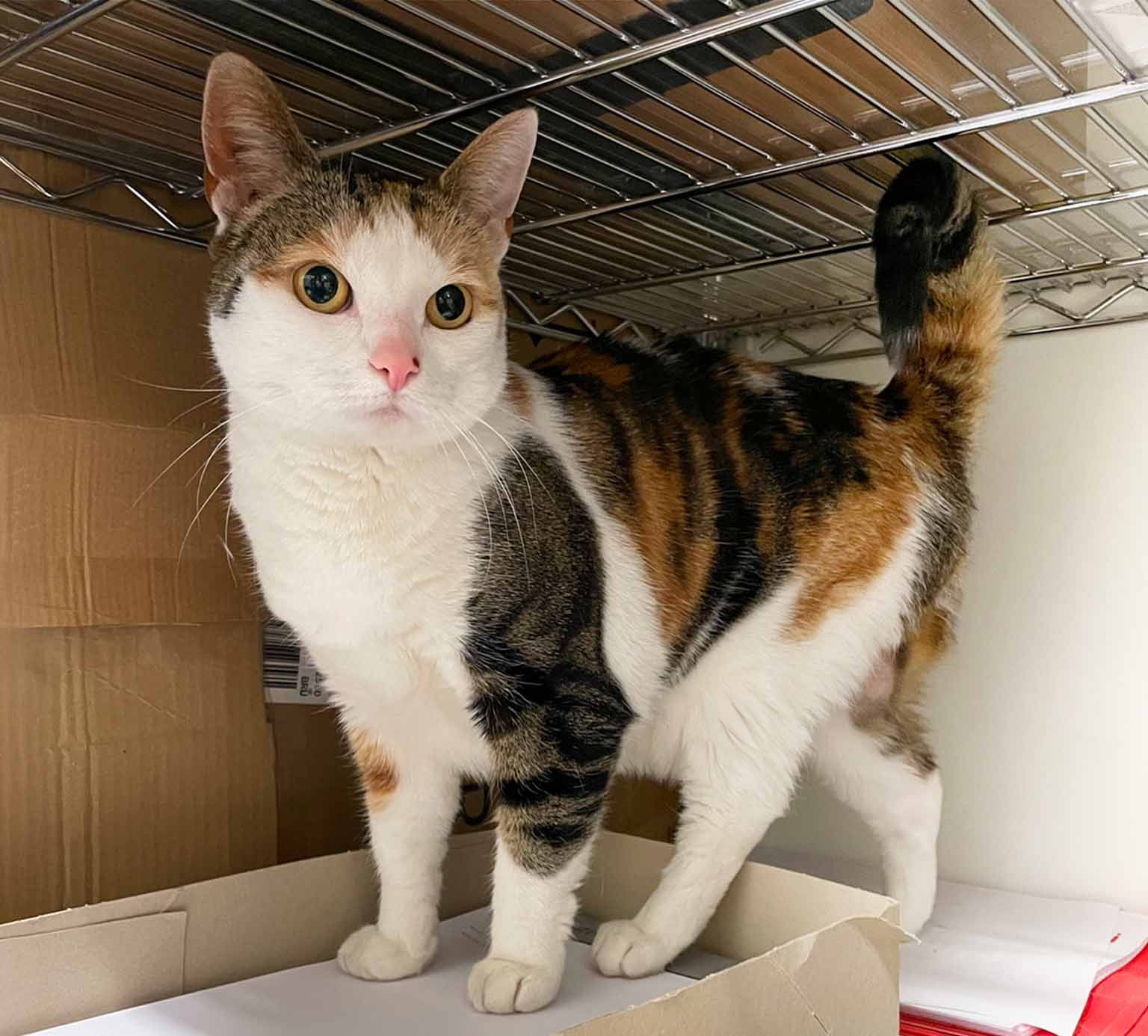 A calico tabby cat standing inside a cardboard box on a wire shelf