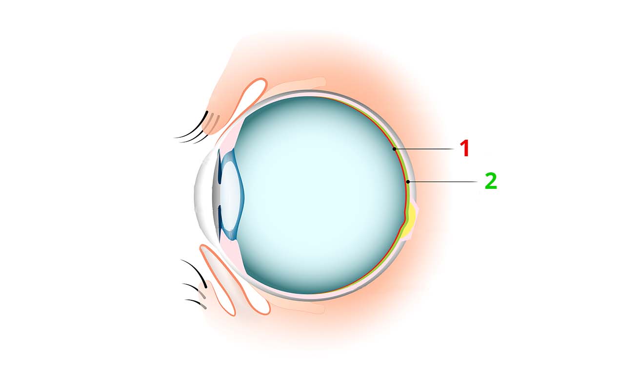Diagram of a cat's eye showing the retina labeled 1 and the tapetum lucidum labeled 2