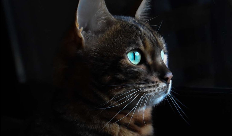 Why do cats’ eyes glow in the dark? - Catit