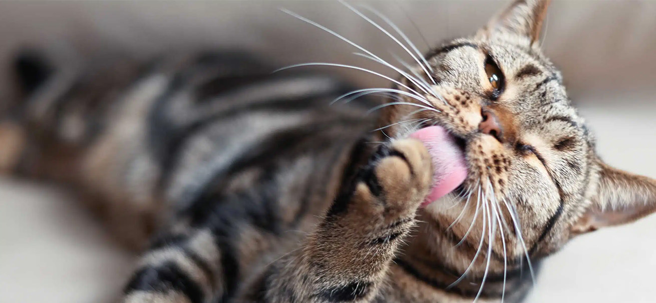 A tabby cat lying down and grooming its paw with its tongue