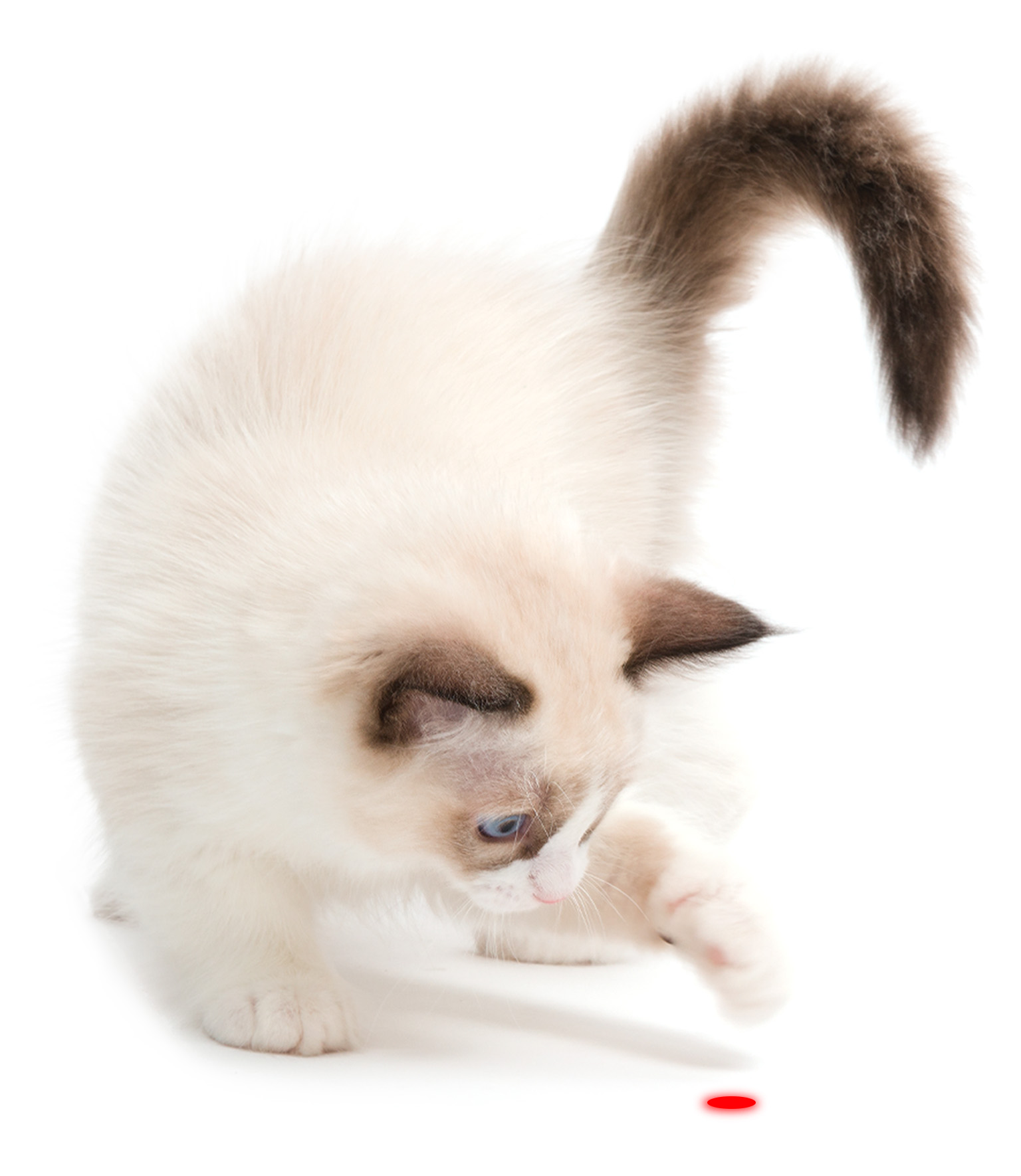 A fluffy white kitten with dark points reaches out to bat at a red laser dot on a white background