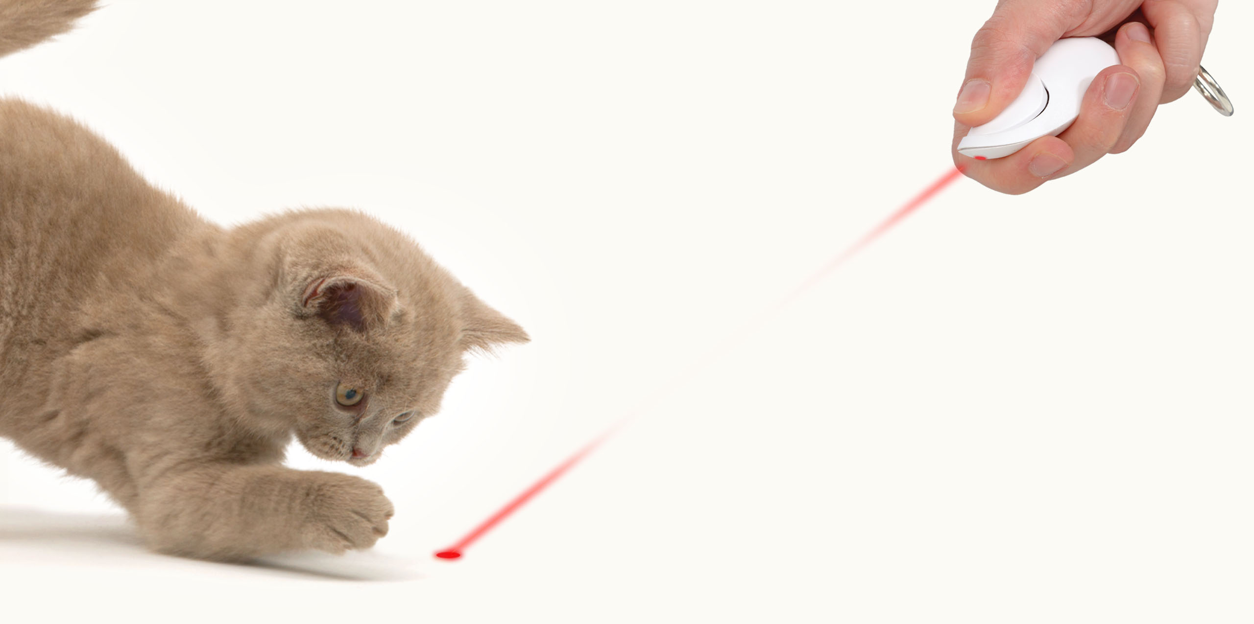 A light-colored kitten playfully reaching for a red laser dot projected by a hand-held laser toy