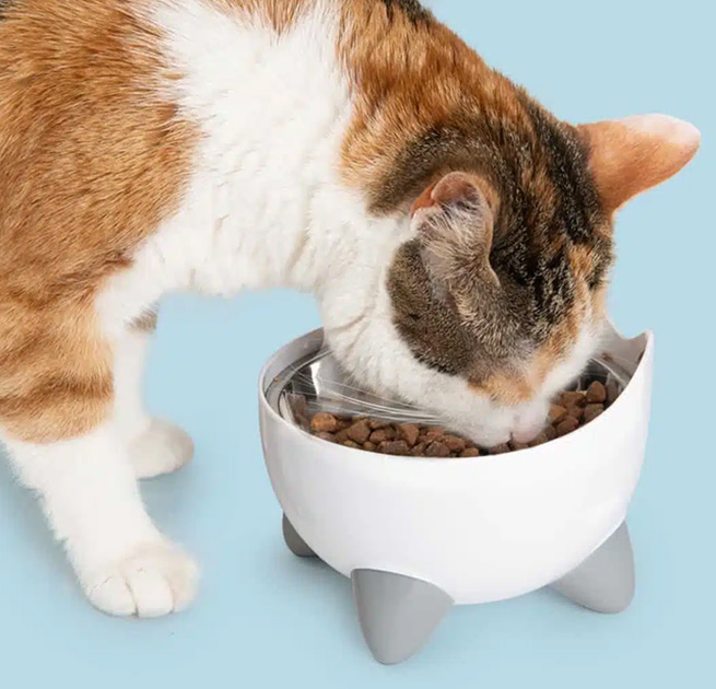 Calico cat eating dry food from a white, elevated Catit PIXI cat bowl with grey feet