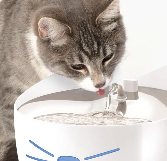 A grey tabby cat drinking from a white Catit PIXI smart water fountain shaped like a cat face
