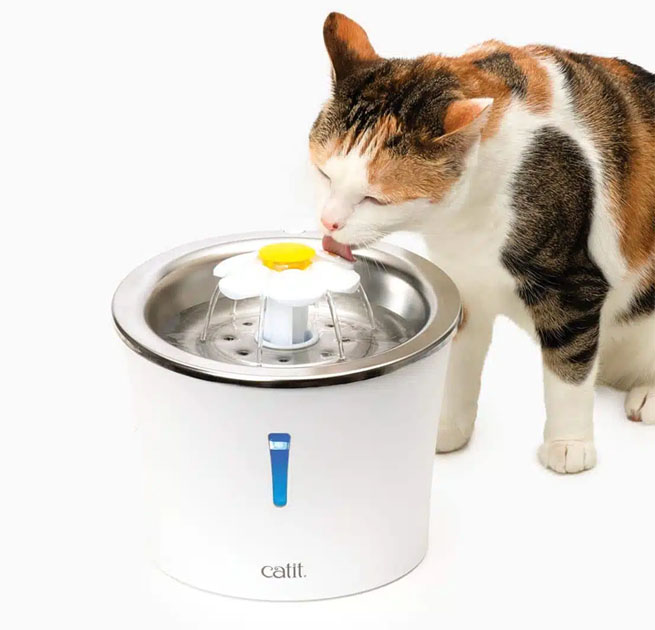 A calico cat drinking from a Catit stainless steel flower fountain on a white background