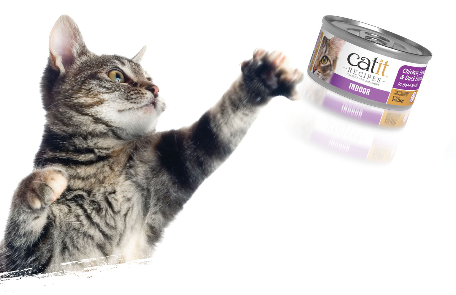 A tabby cat reaching out to swat at a can of Catit Recipes Indoor cat food