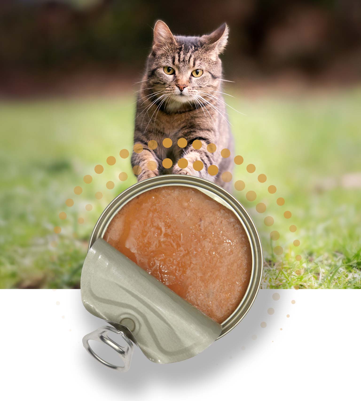 A tabby cat reaching toward an open can of wet cat food on a grassy background