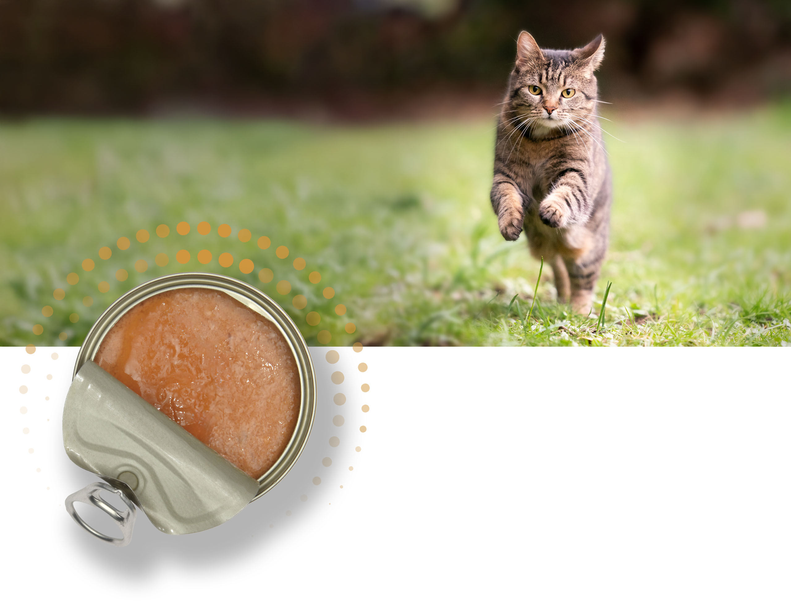 A tabby cat running through grass toward an open can of wet cat food