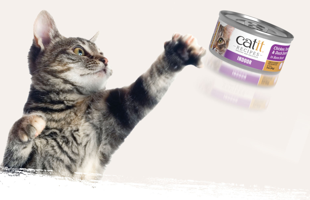 A tabby cat reaching out to swat a can of Catit Recipes Indoor cat food