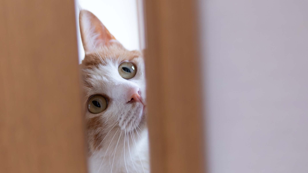 Come aiutare il nuovo gatto ad ambientarsi a casa tua