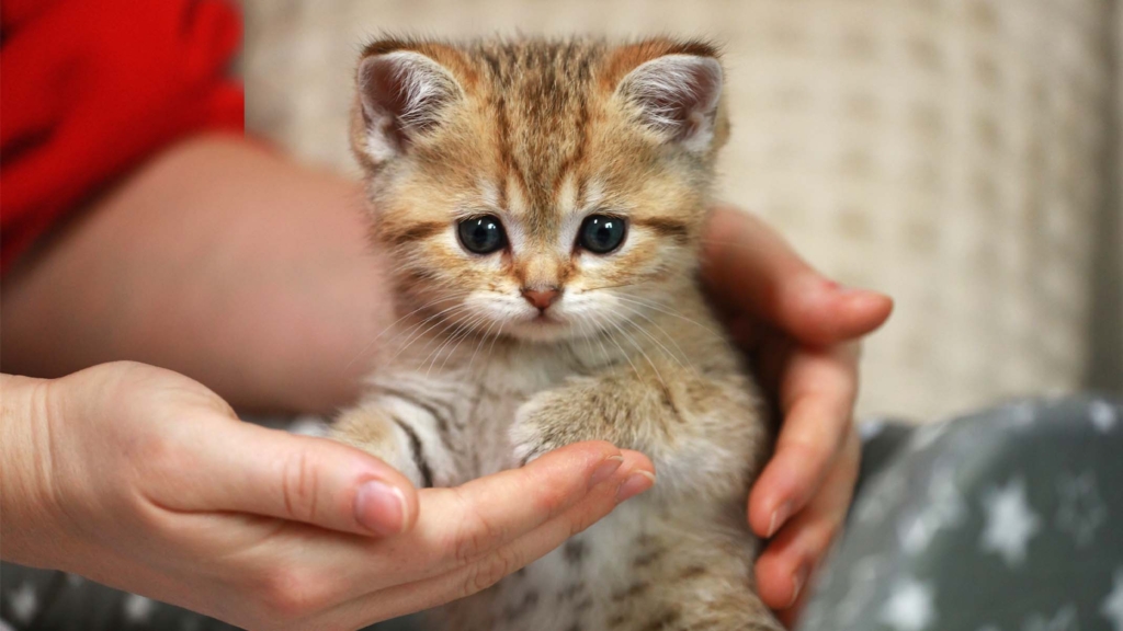 A person gently holding a small, fluffy golden tabby kitten in their hands
