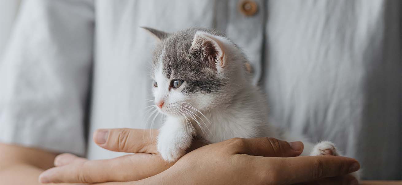 A small grey and white kitten being held gently in a person's hands