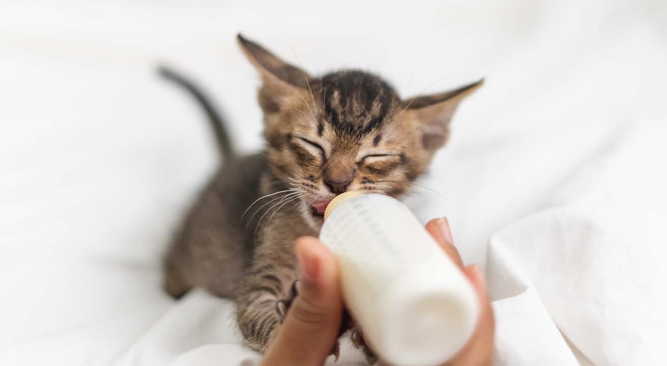 A person bottle-feeding a small, tabby kitten on a white surface