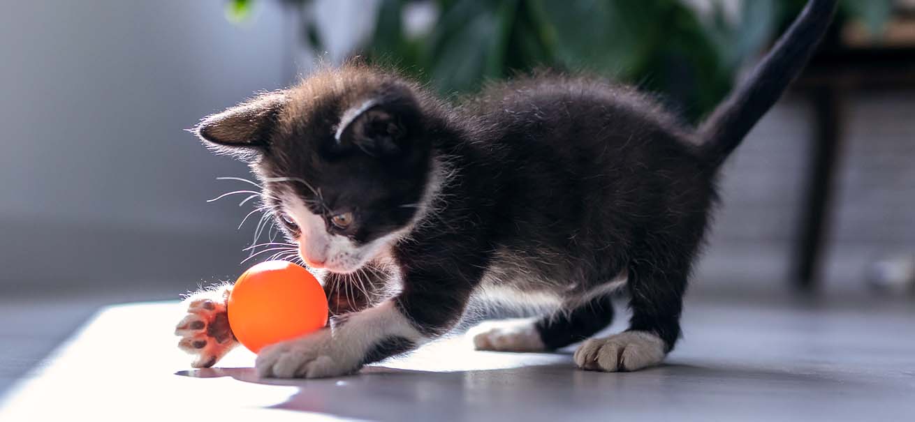 A black and white kitten playing with an orange ball on a light-colored floor