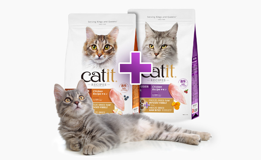 A grey tabby cat lying in front of two bags of Catit Recipes cat food with a large plus sign between them