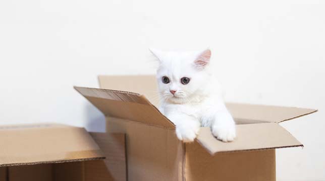 A fluffy white kitten sitting inside a cardboard shipping carton