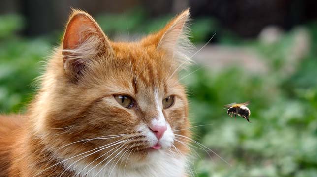 A ginger cat with a small blep looks curiously at a bumblebee flying in front of its face