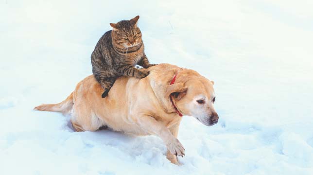 A tabby cat sitting on the back of a yellow Labrador retriever in the snow