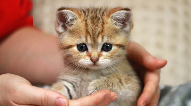 A small, fluffy brown tabby kitten being held gently in a person's hands